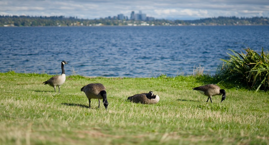 Four Canada Geese in Madrona Park, with Bellevue over Lake Washington in the background