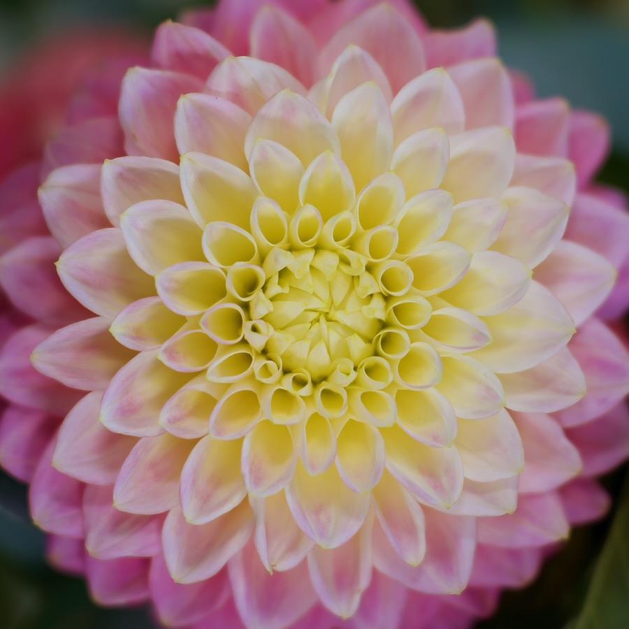 A Garden Dahlia taken from 200mm (throwback from September 2022)