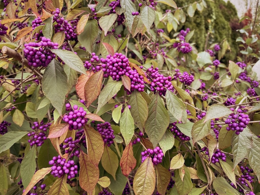 American Beautyberries near the Leschi/Madrona border on the way to coffee