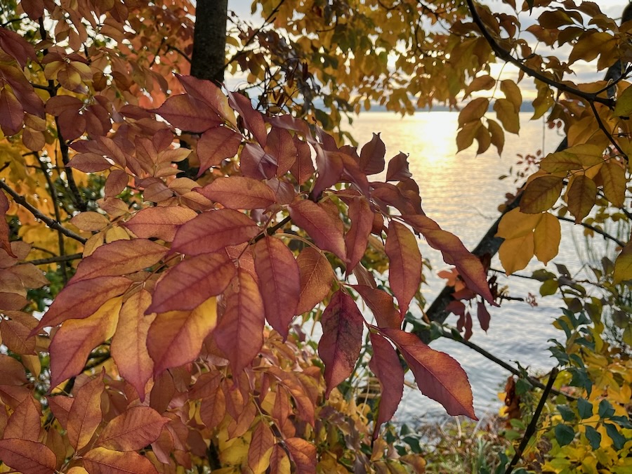 Autumnal colours on display on my walk along Lake Washington