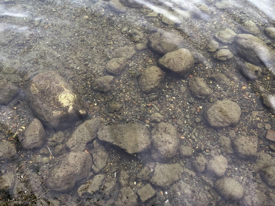 Super clear water along the Lake Washington shoreline