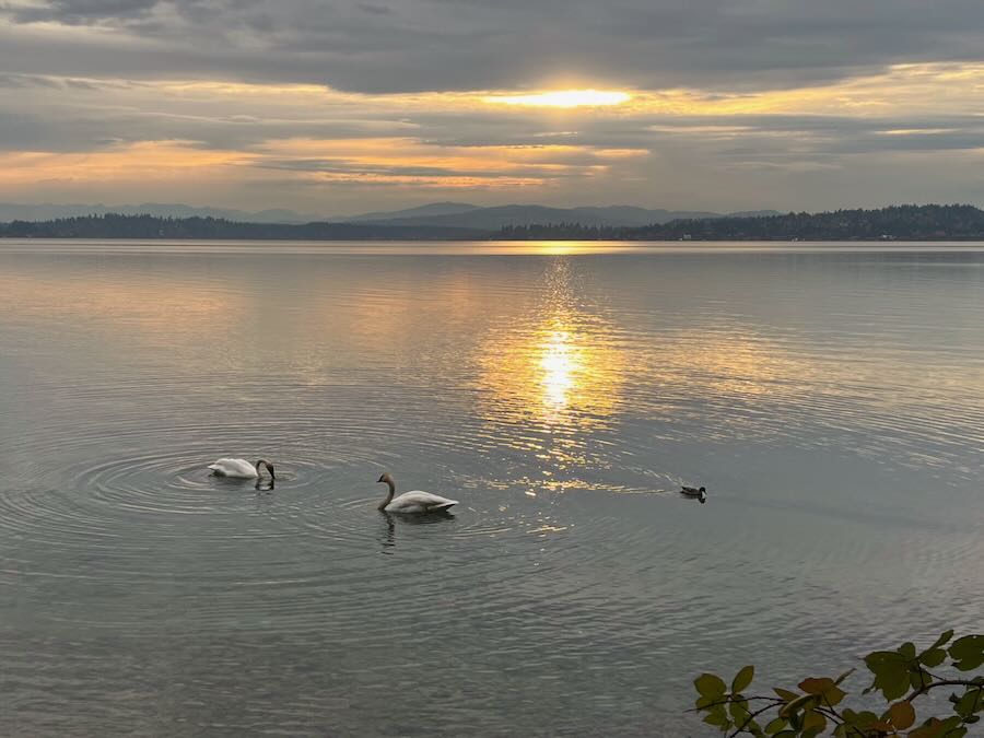Trumpeter swans on Lake Washington at E Pine St Shoreline Street End