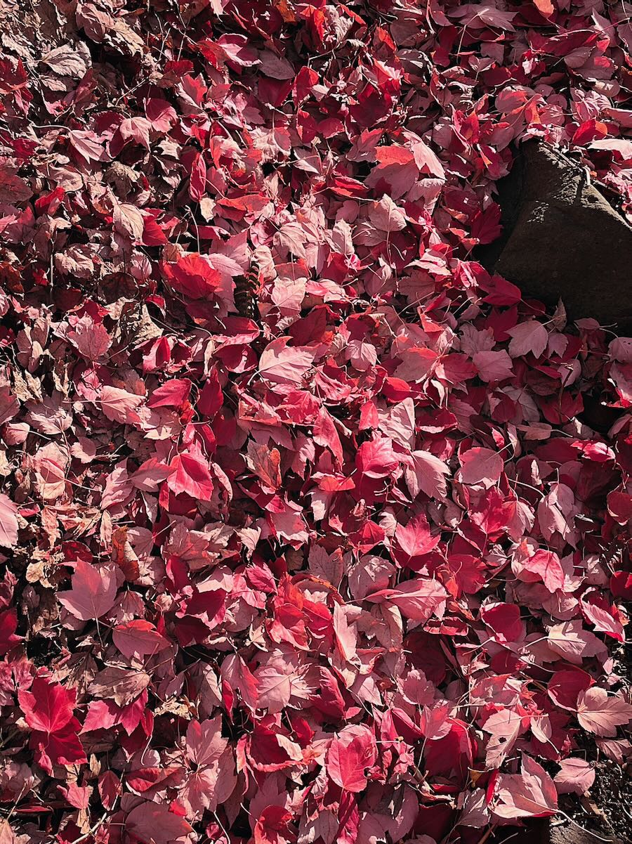 Viburnum leaves in fall in Madrona