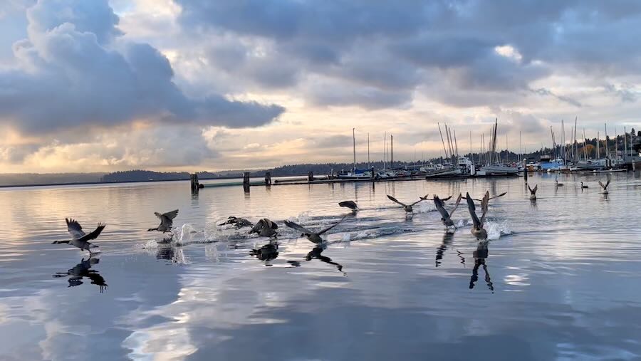 Canadian Geese taking flight at Lake Washington North Marina