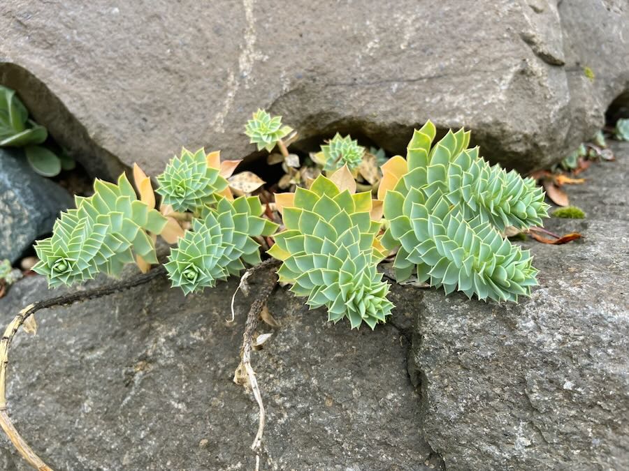 Myrtle Spurge on Madrona walk