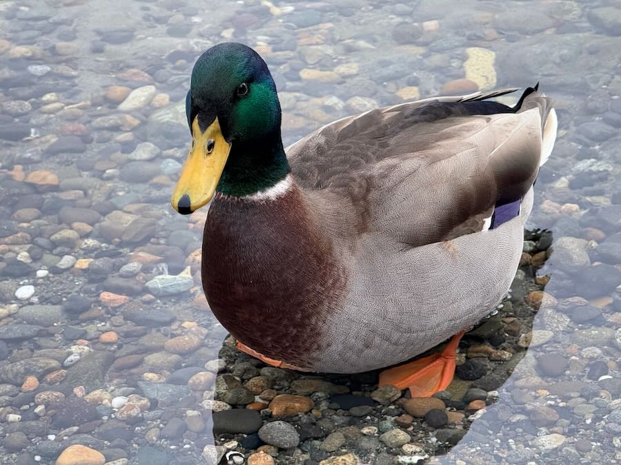 Mallard at Madrona Park Beach