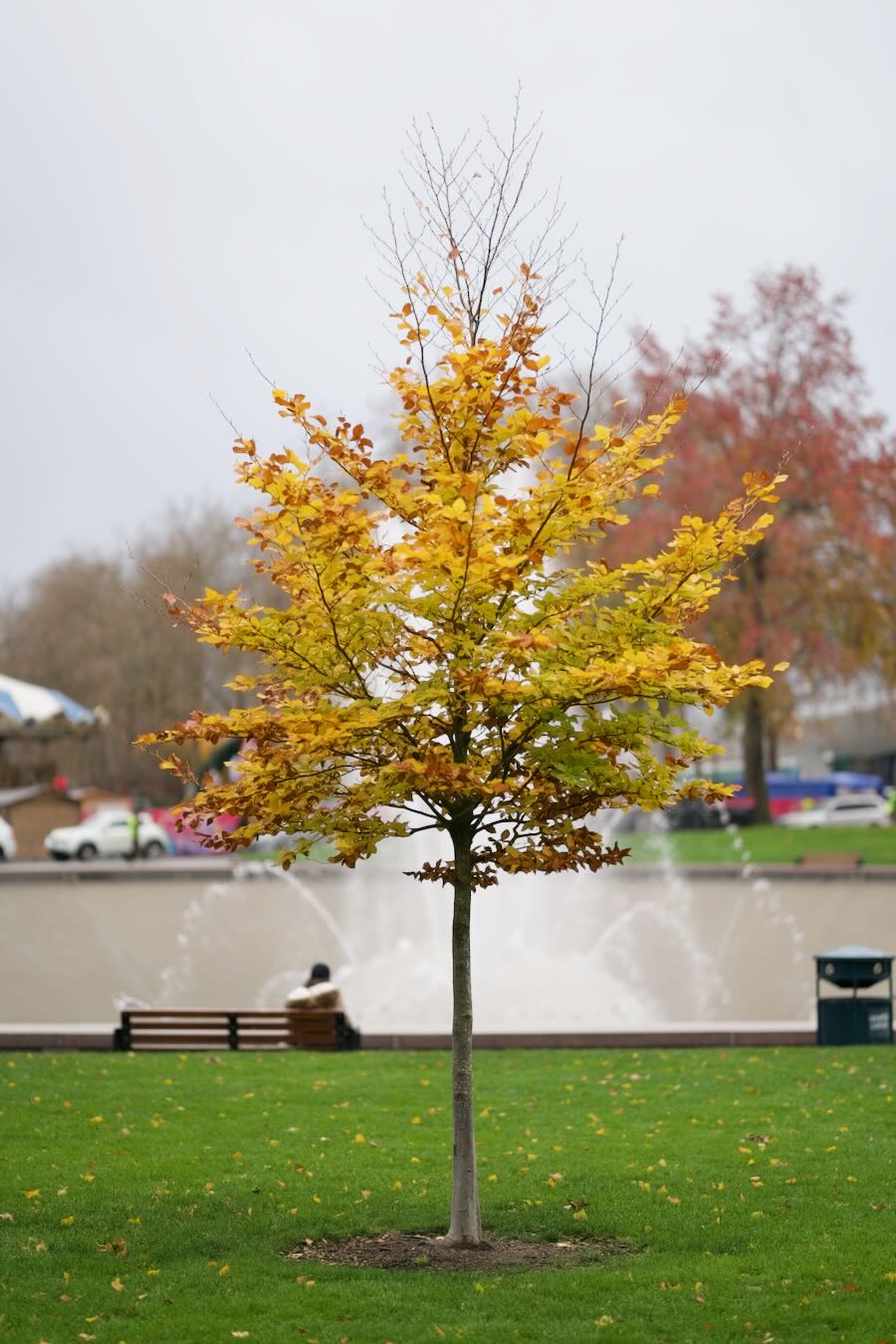 Seattle Center tree near the fountain