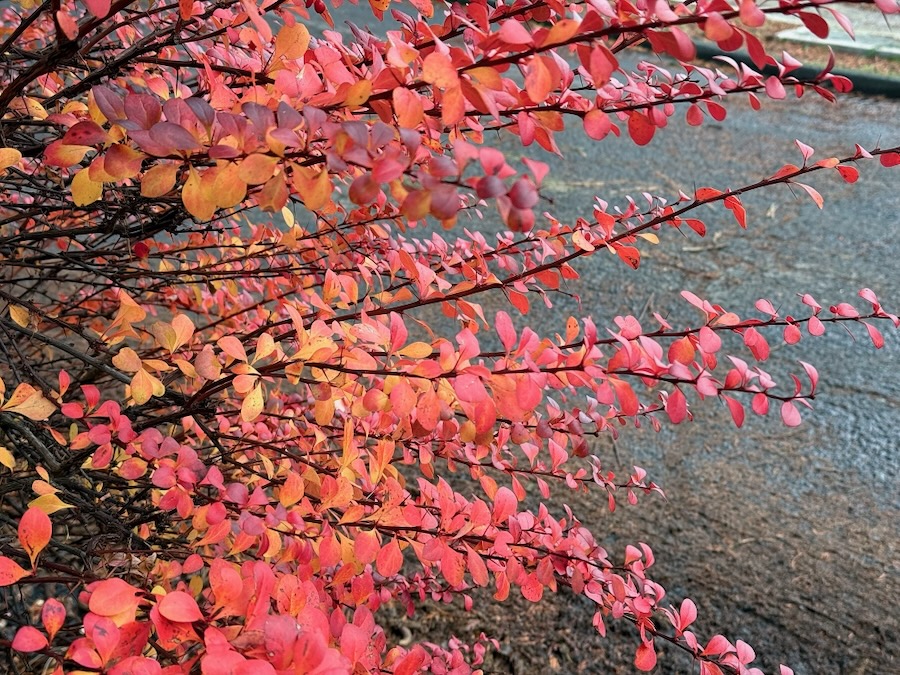 Phoenix-coloured shrub (maybe barberry) in Madrona