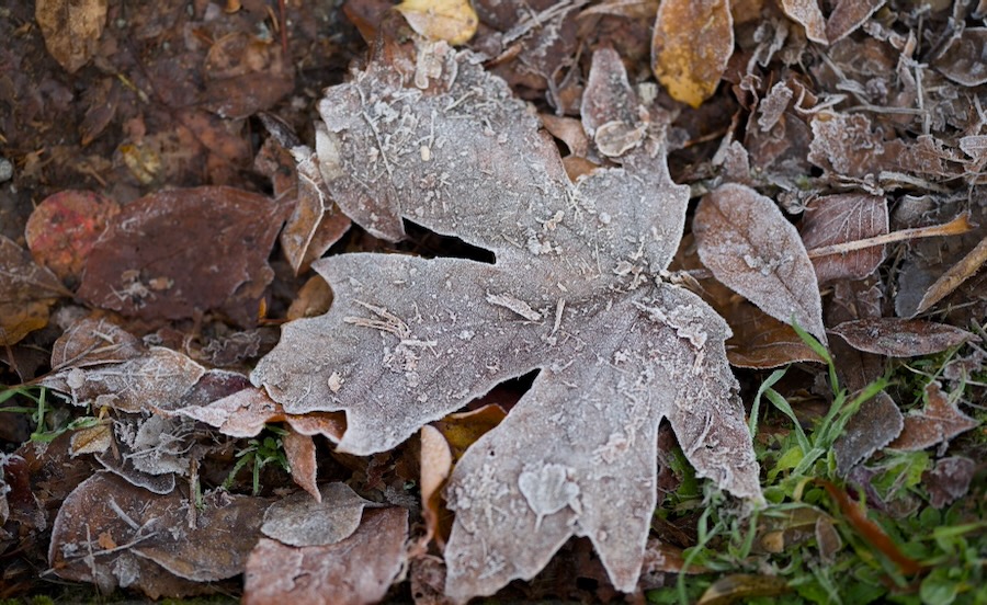 First signs of frost in Leschi