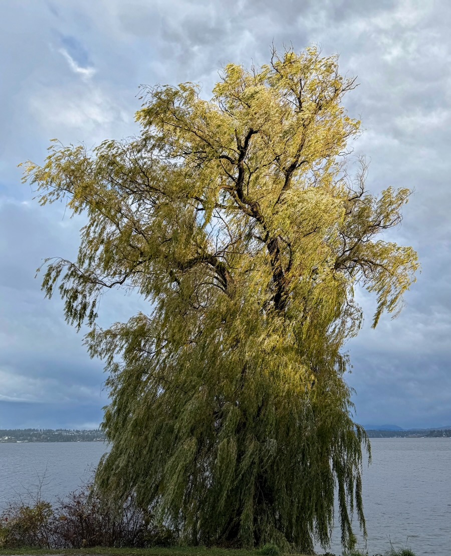 Lake Washington willow being gusted