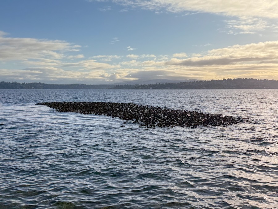 Flotilla of waterfowl on Lake Washington