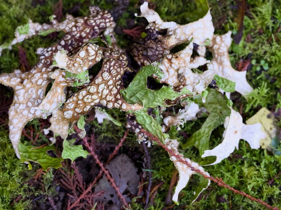 Some sort of fungusy thing at Copper Creekside Cabin