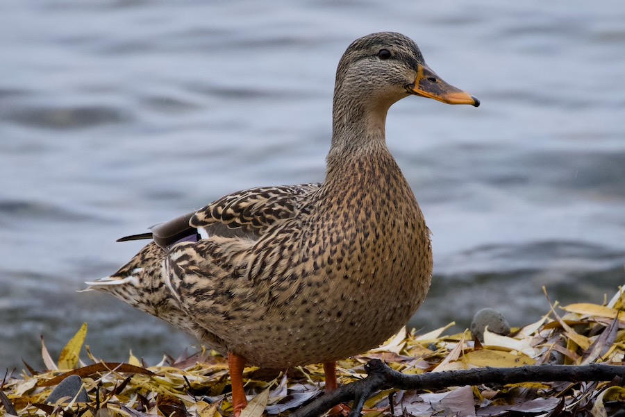 Mallard at Madrona Park Beach on Lake Washington