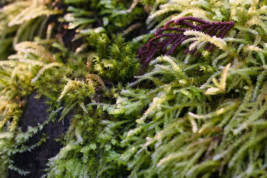 Mossy growth on a rock near Copper Creek