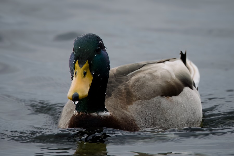 Mallard drake on Lake Washington