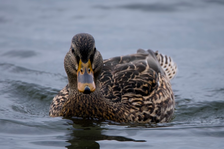 Mallard hen on Lake Washington