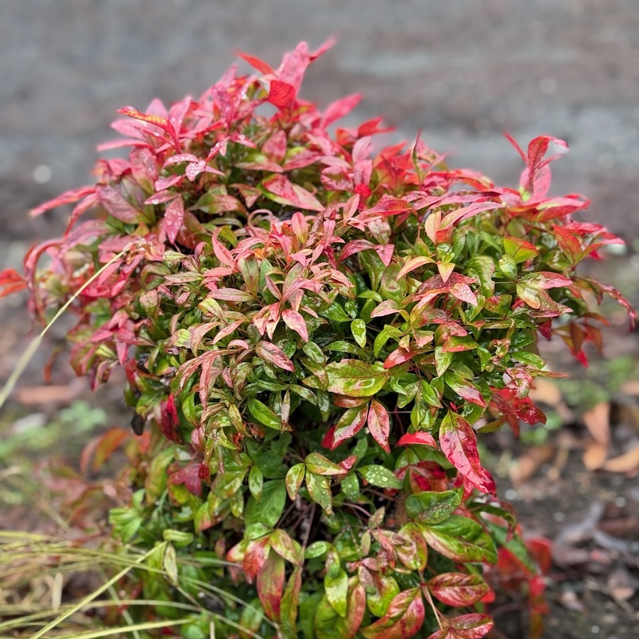 Most likely a Barberry, maybe a Nandina?