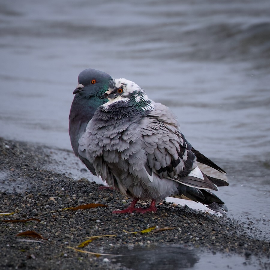 Pigeons bathing on Madrona Park Beach