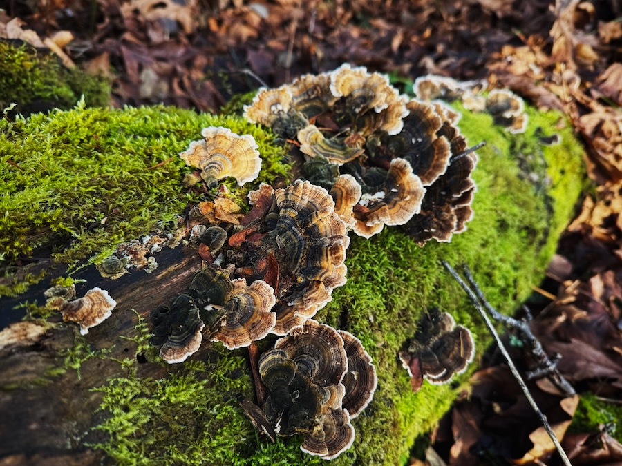 Trametes versicolor in Frink Park