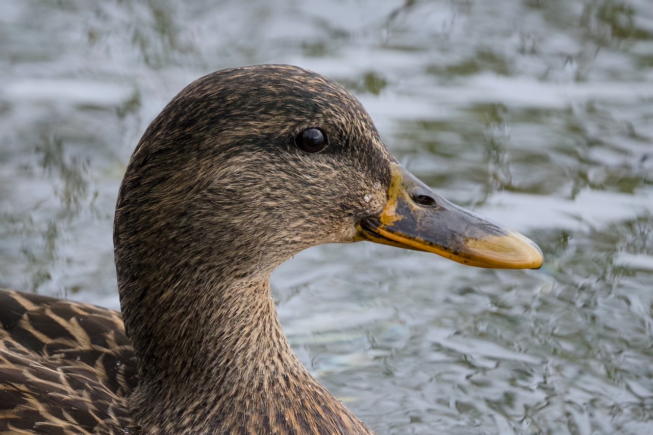 Close-up of the head of a Mallard at Madrona Park Beach