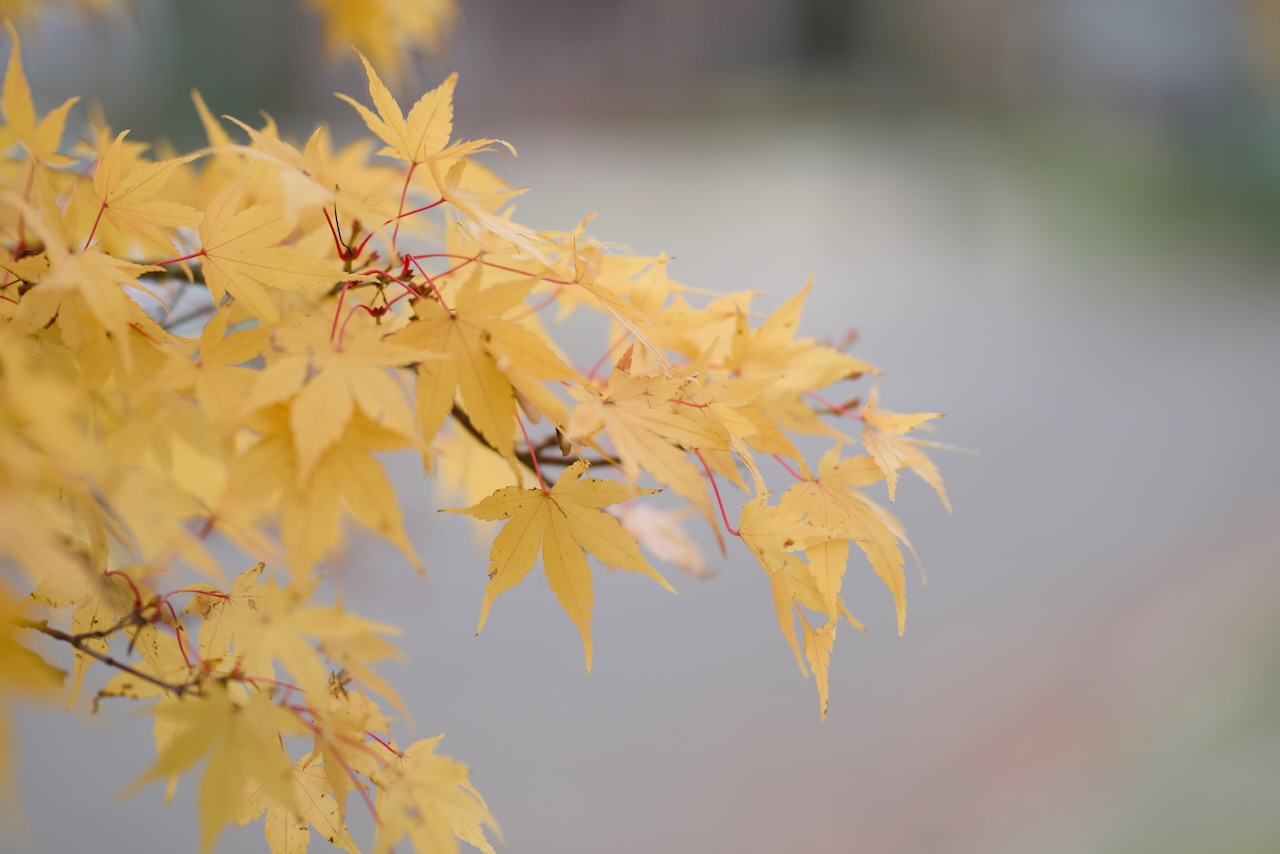 Obligatory f1.4 bokeh leaves shot