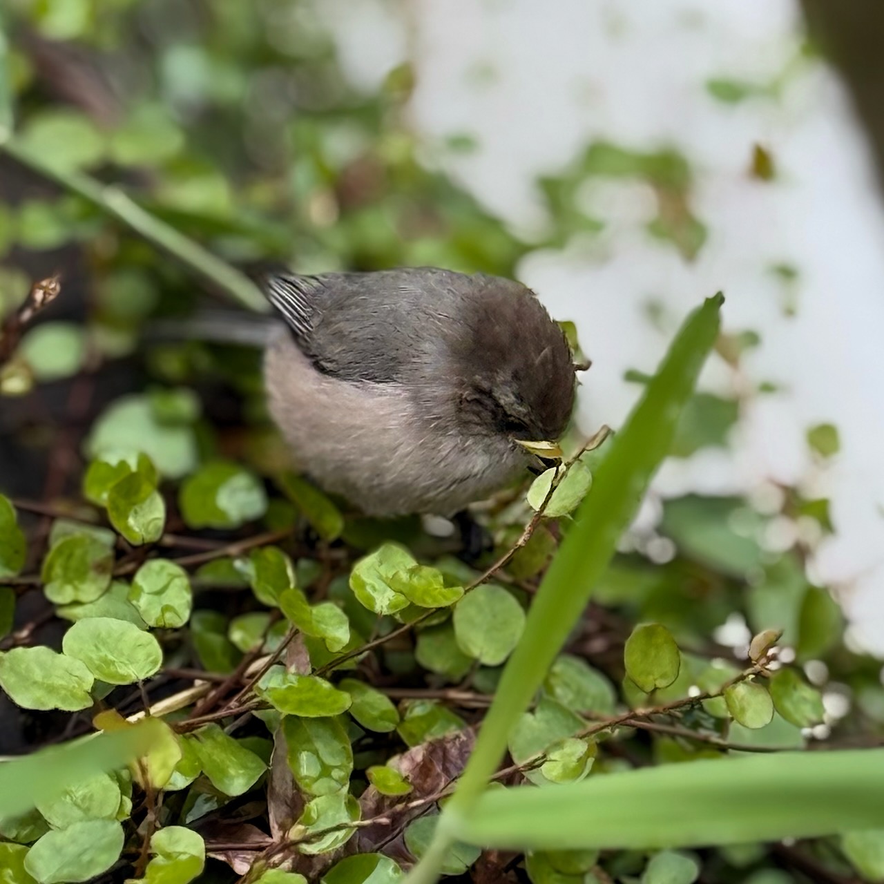 Probably an American Bushtit in Madrona