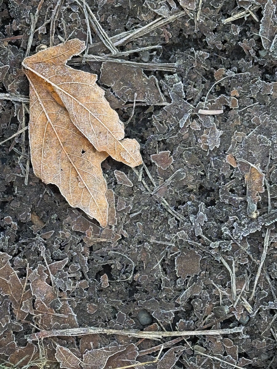 Frosty forest floor