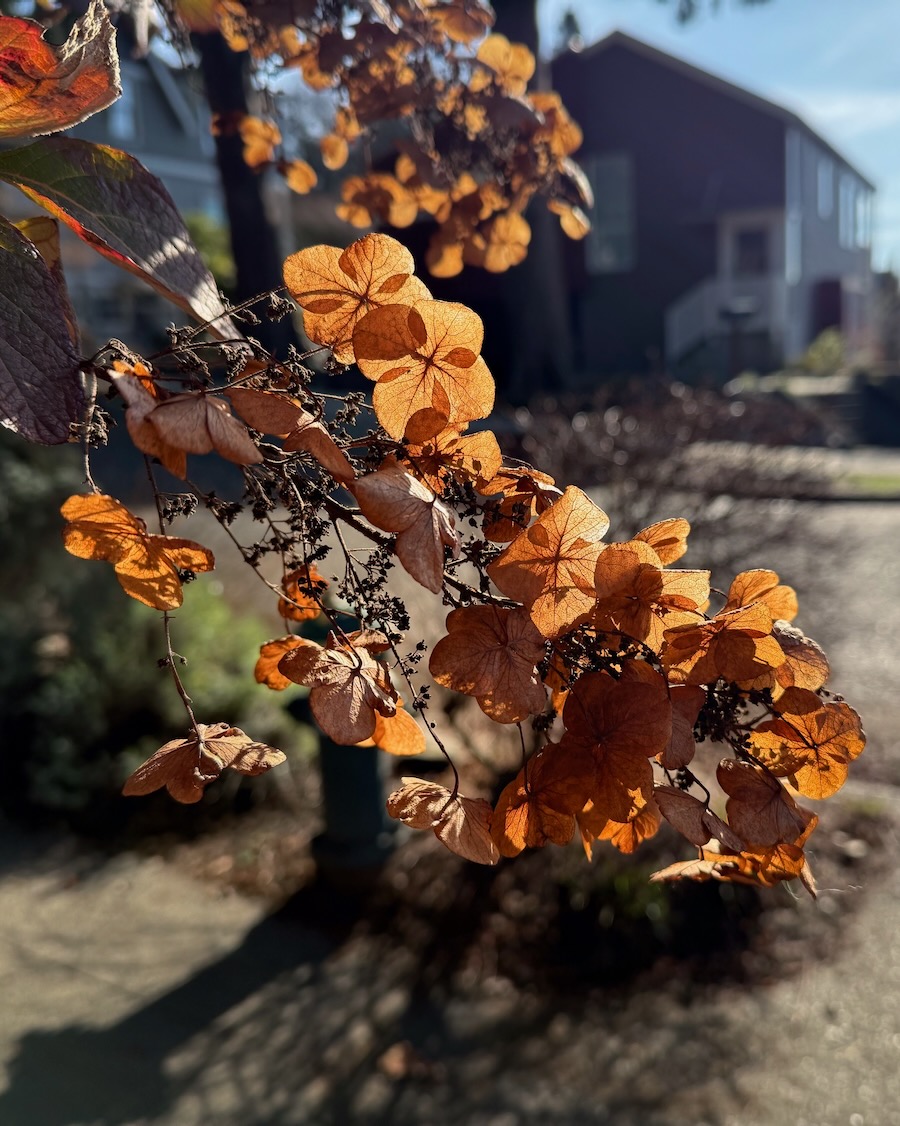 Hydrangea in Madrona
