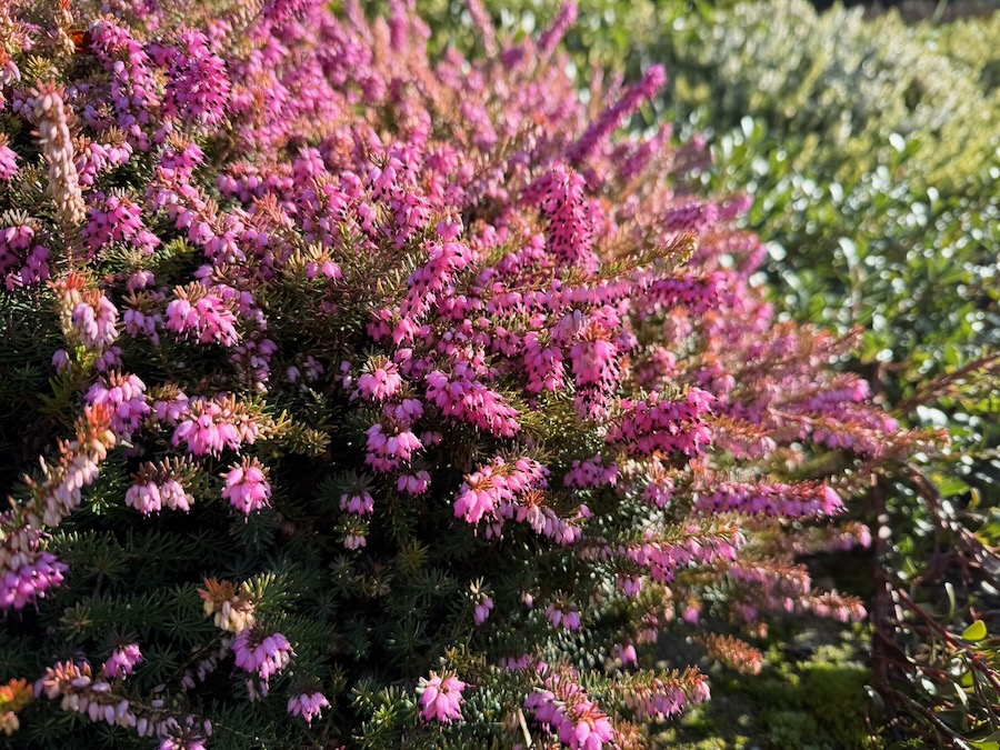 Probably winter heath