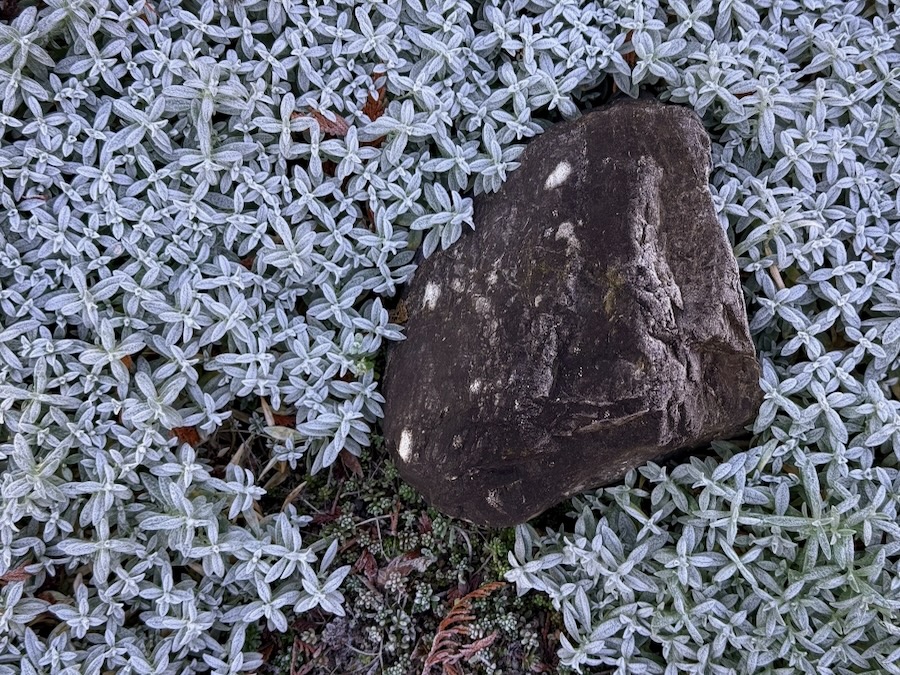 Rock surrounded by frosty ground cover