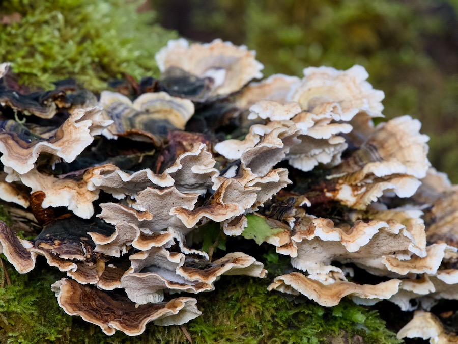Trametes versicolor in Frink Park on my morning walk