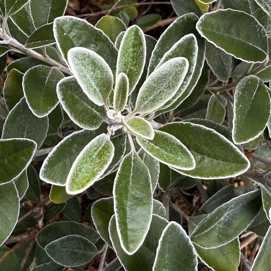 White edging on some sort of brachyglottis