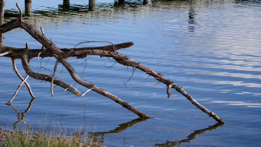 Woody debris at Lake Washington T Dock