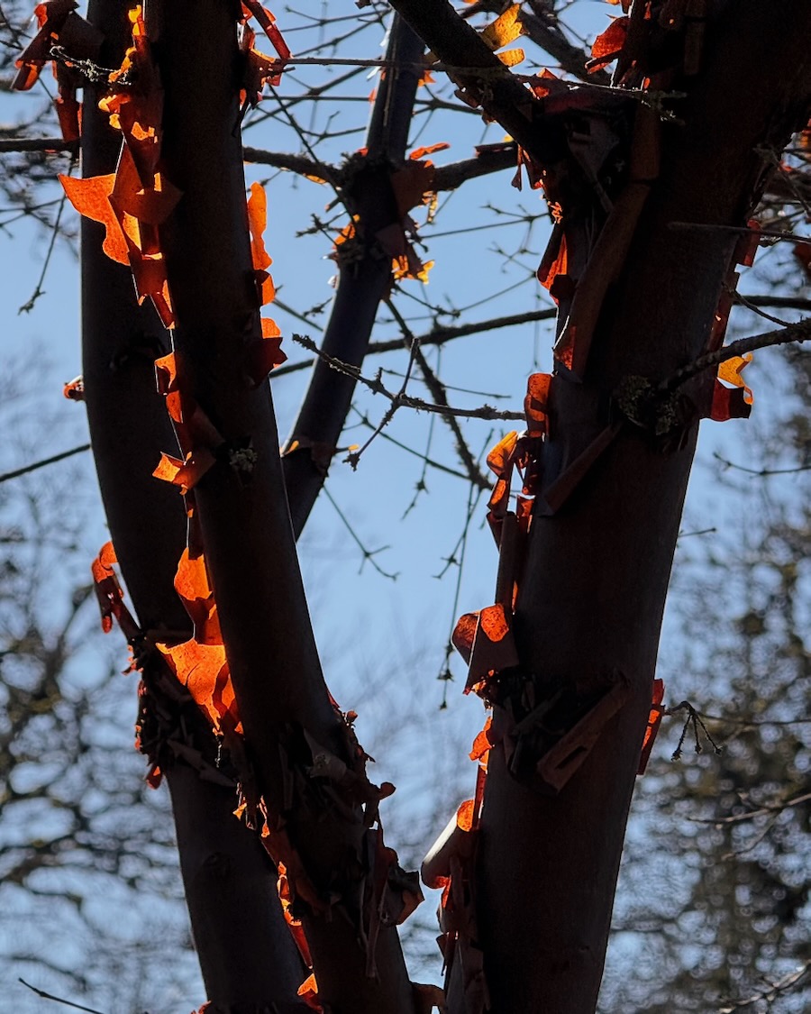 Backlit paper bark