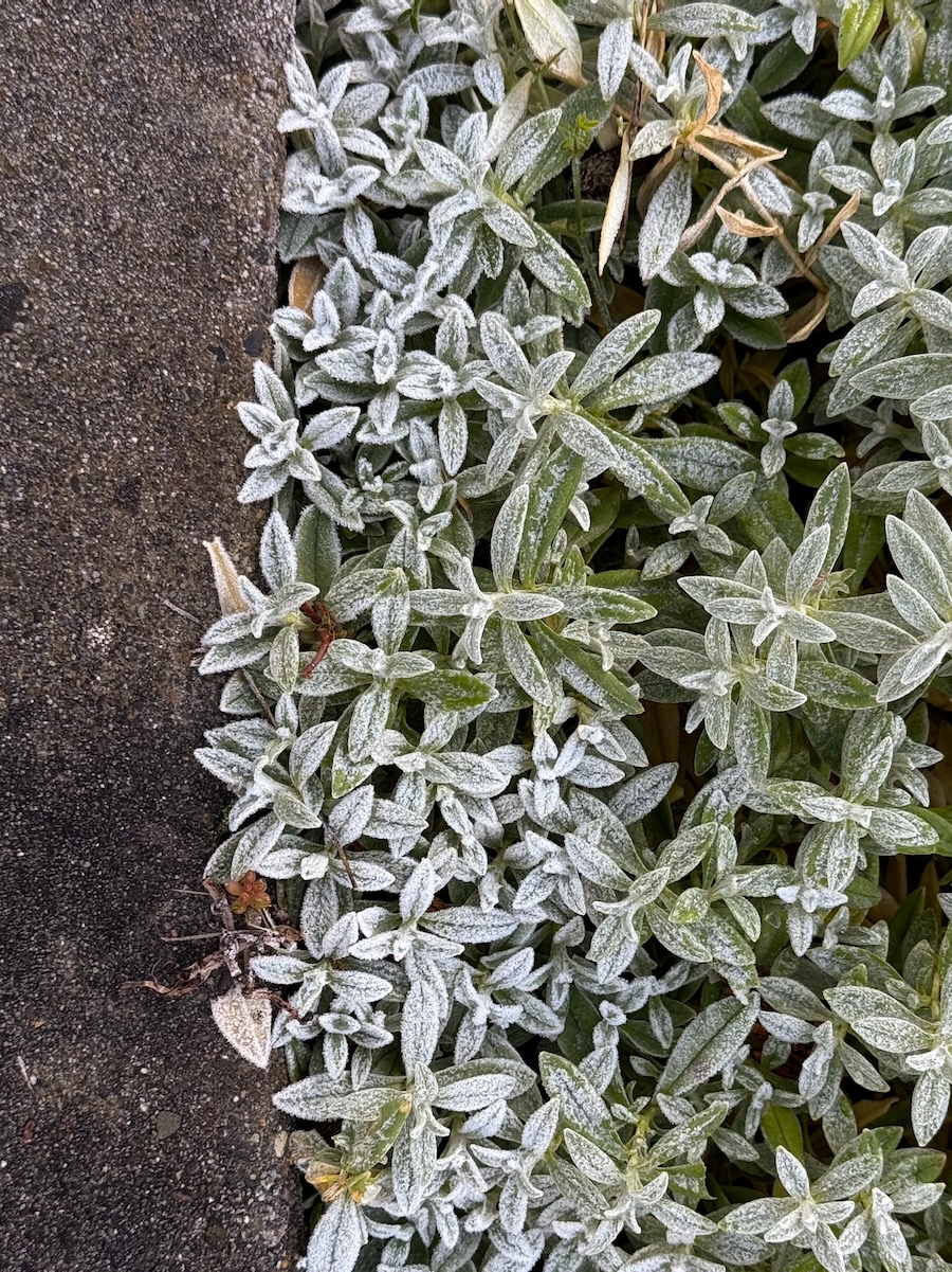 Frosted possibly Snow-in-Summer