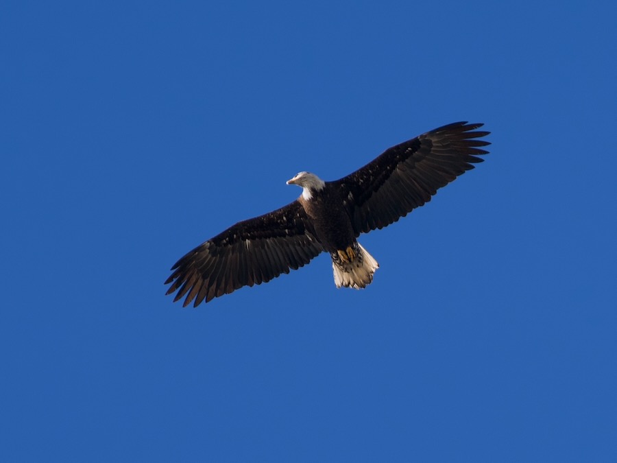 Bald eagle spotting something nearby