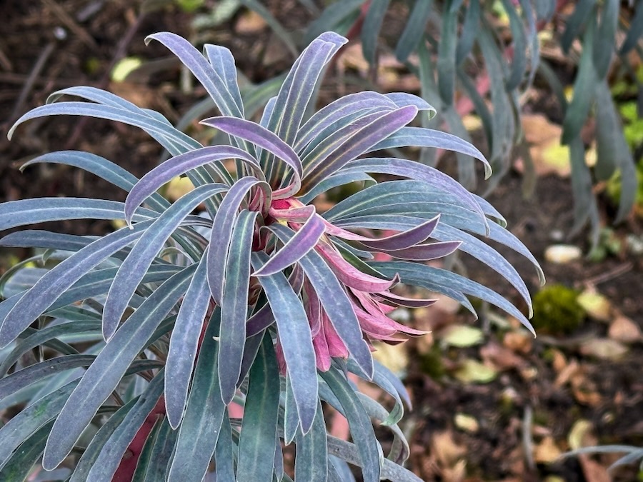 Colourful likely spurge