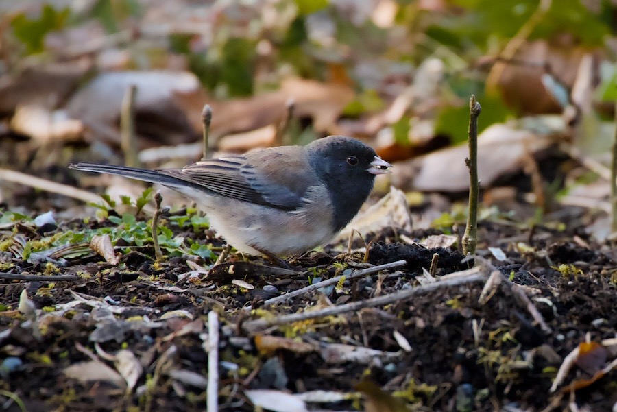 Sparrow in the cabin garden