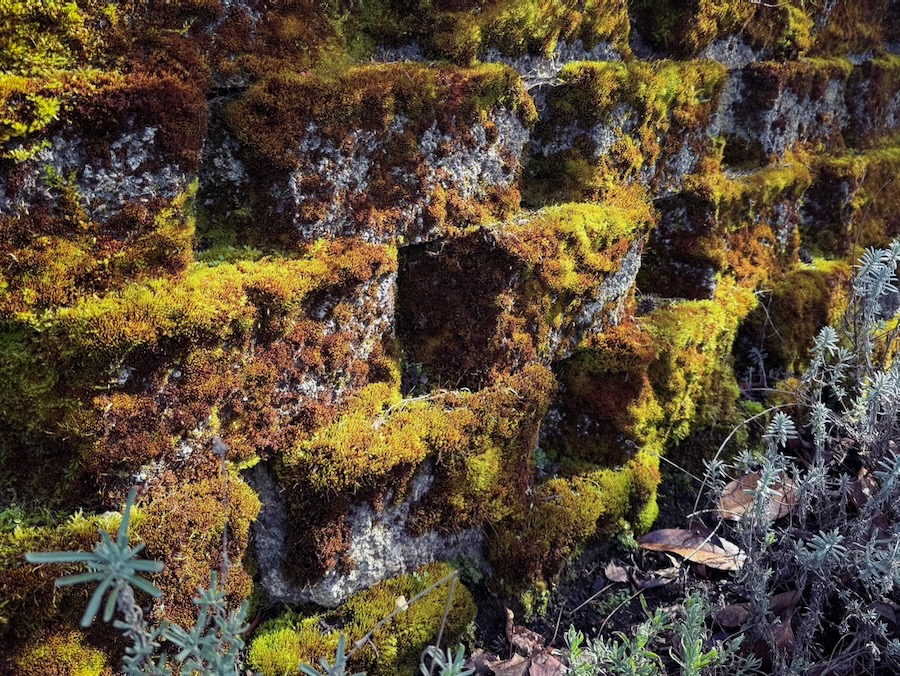 Mossy wall in Madrona