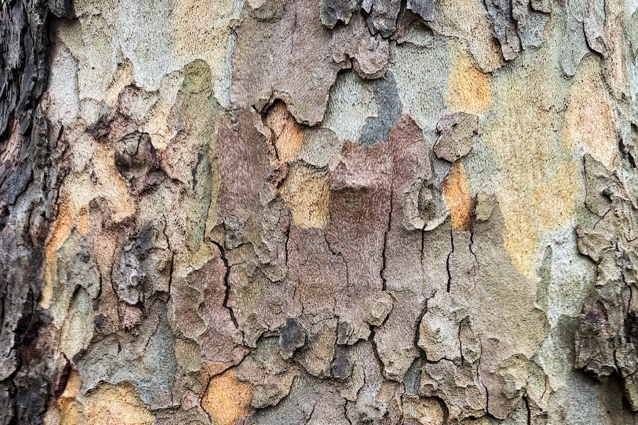 Exfoliating bark