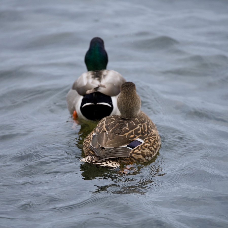 Mallard couple on a stroll on Lake Washington