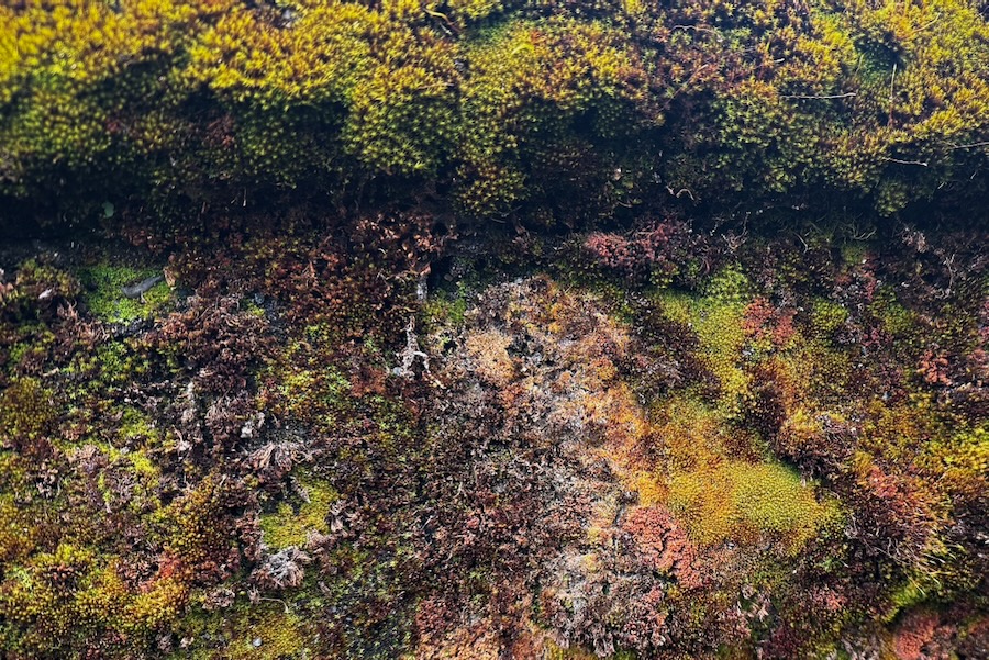 Mossy wall in Madrona