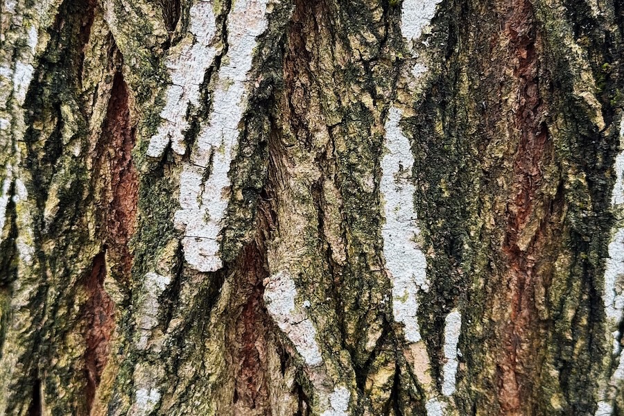 St. Patrick’s bark mosaic