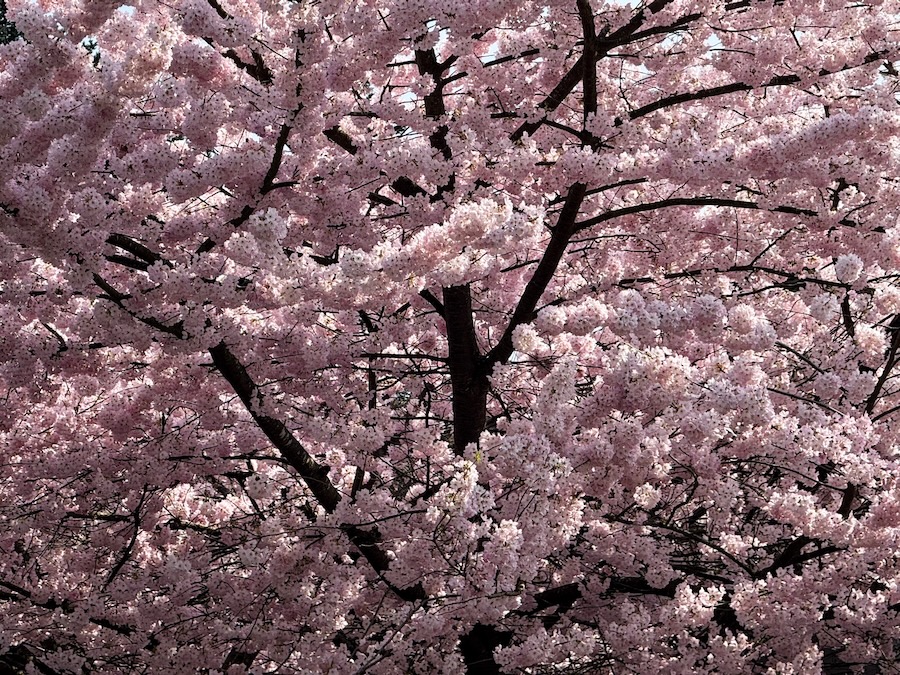 Blossoms in contrast in Madrona