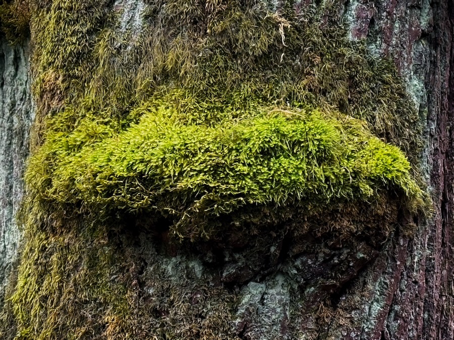 Green throne in Frink Park