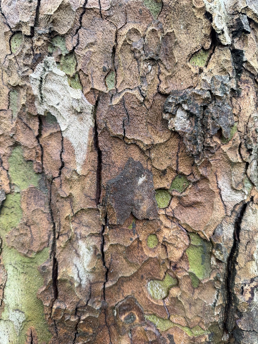 Exfoliating bark mosaic