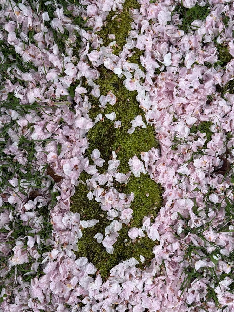 Initial blooming over, but damp still holding on