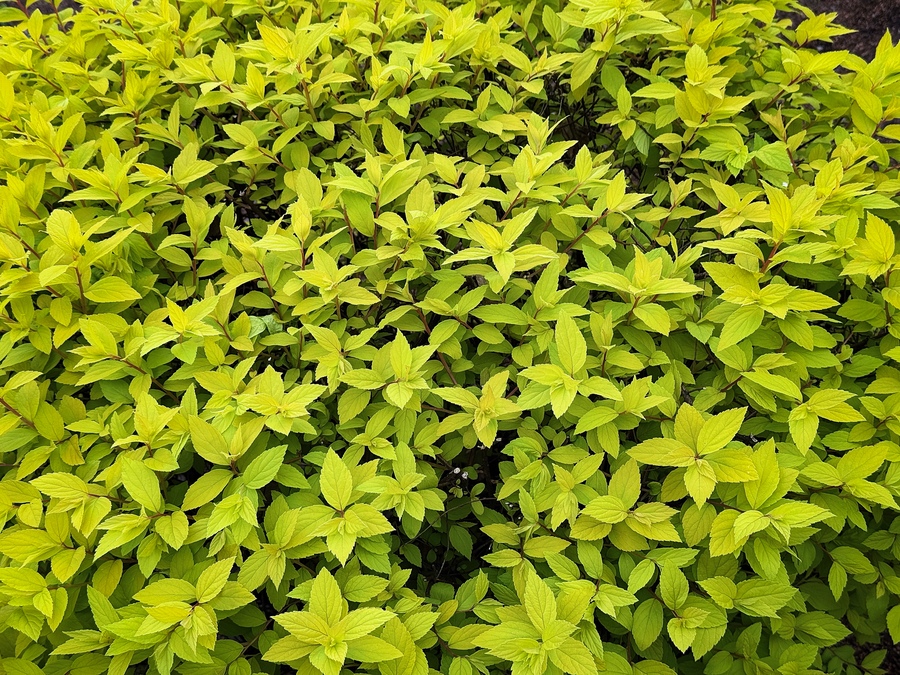 Garden shrubs showing off