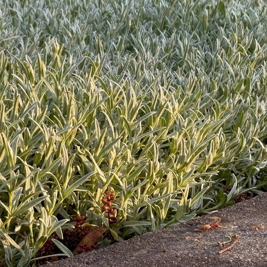 Warm and cold much like Seattle early spring instead of Warm and cold much like Seattle early spring