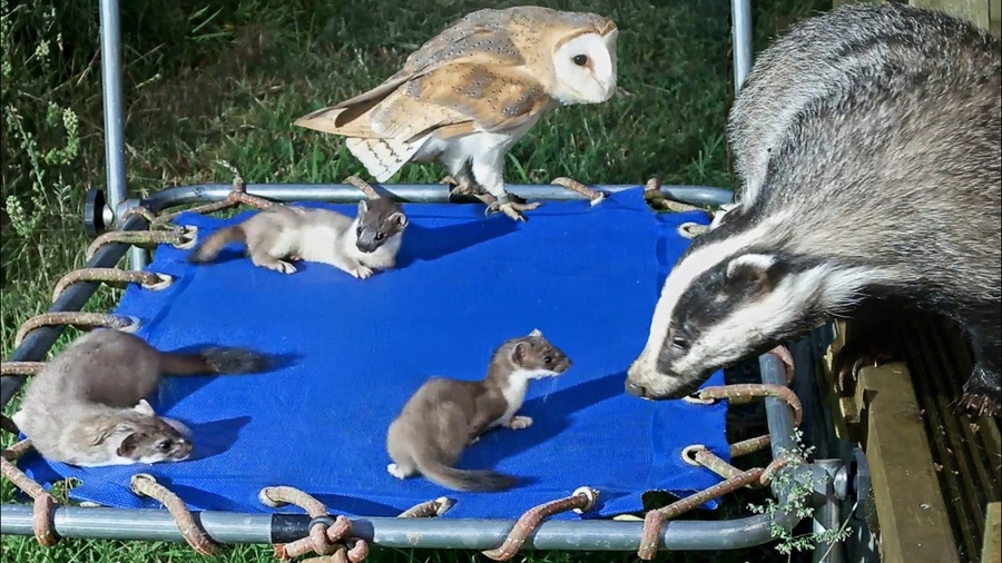 Animals Take Over Kids’ Playground - Robert E Fuller